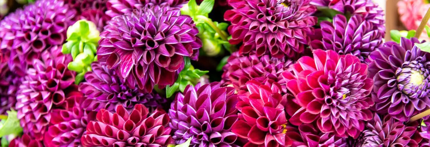 Marche_Rungis_fleurs_fushia_3.jpg